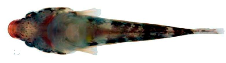 Apletodon incognitus_02
